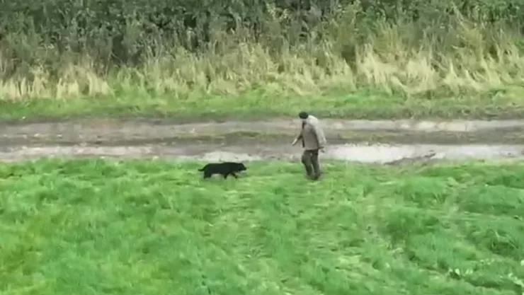 Rescate de perrita ciega se vuelve viral