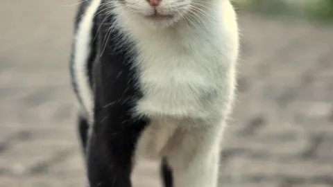 Que un gato callejero llegue a tu hogar puede ayudarte a traer muchas bendiciones