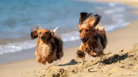 Recomendaciones si llevas a tu perrito a la playa en vacaciones