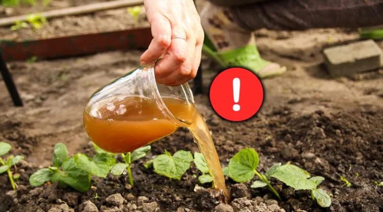 La mezcla casera y con ingredientes fáciles para eliminar cualquiera plaga de tus plantas