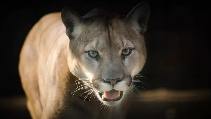 pumas ejido contreras durango.jpg