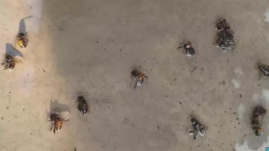Abejas atacan a familia y matan a 20 animales en Zaragoza Veracruz