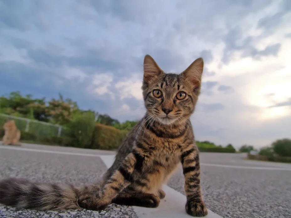 Mata a gato