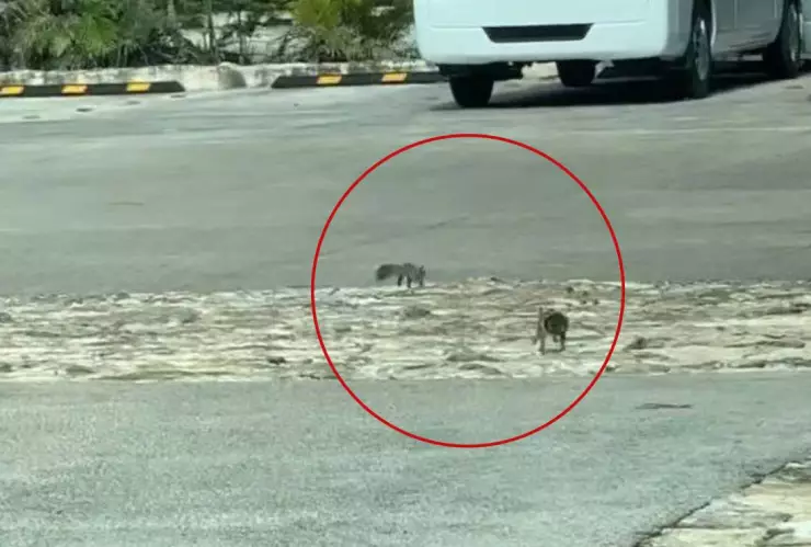 captan ardilla jugado yucatan vieoe viral