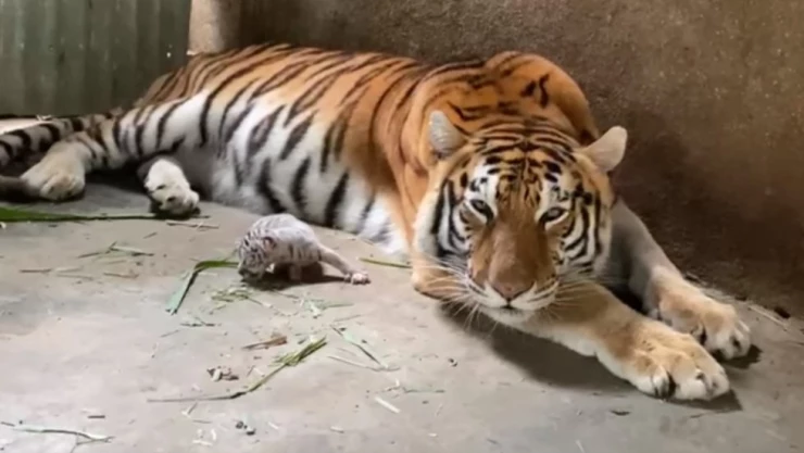 Un bebé tigre de bengala blanco nació en el Zoológico de Nicaragua