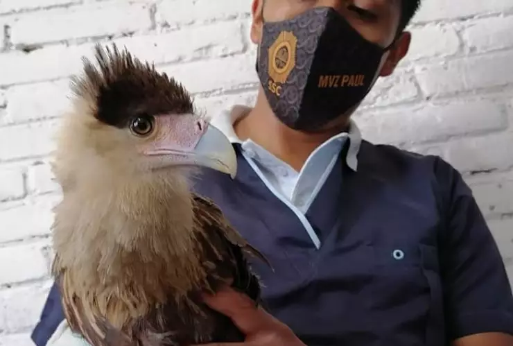 Ave rescatada en Iztapalapa