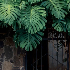 Costilla de Adán o Monstera deliciosa la planta de hojas agujeradas perfecta para decorar el comedor