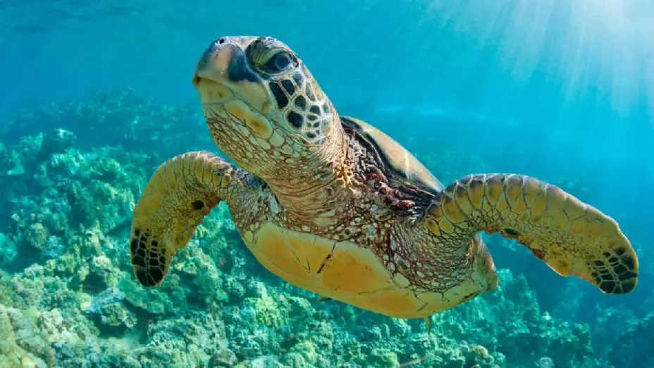 Tortugas fauna marina en quintana roo