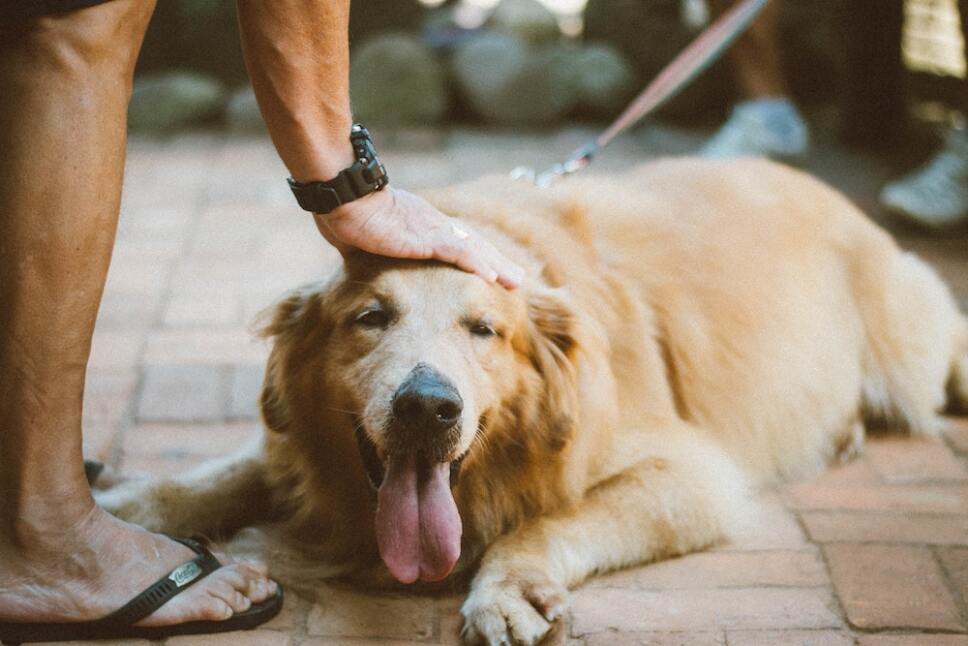 perro adoptado siendo acariciado