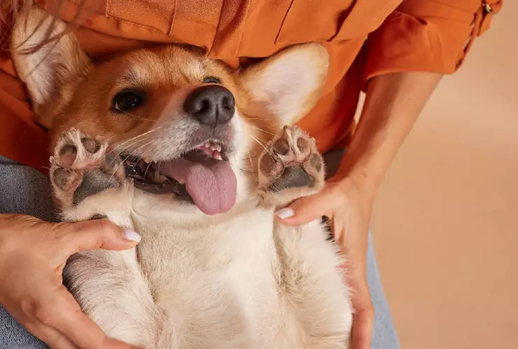 La dueña levanta las patitas de su perrito 