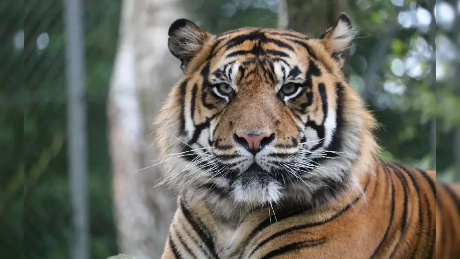 Tigre