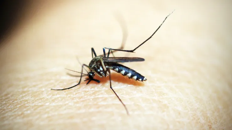 Secuencian por primera vez en México un linaje del virus chikungunya