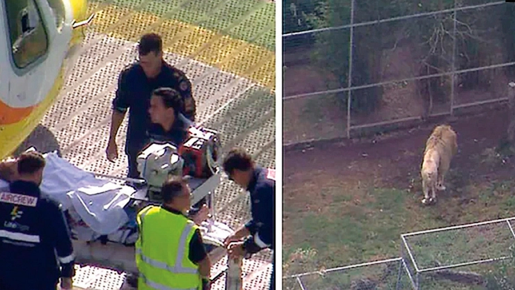 ¡Casi pierde el brazo! Mujer es atacada por un león durante una visita al zoológico