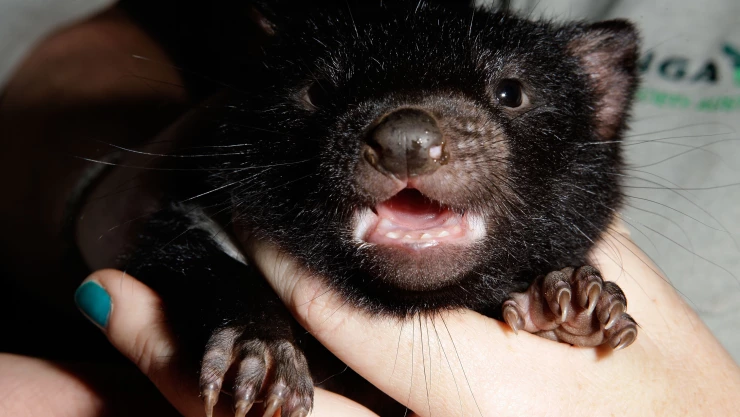 Taronga Zoo Hold Baby Tasmanian Devil Paternity Test