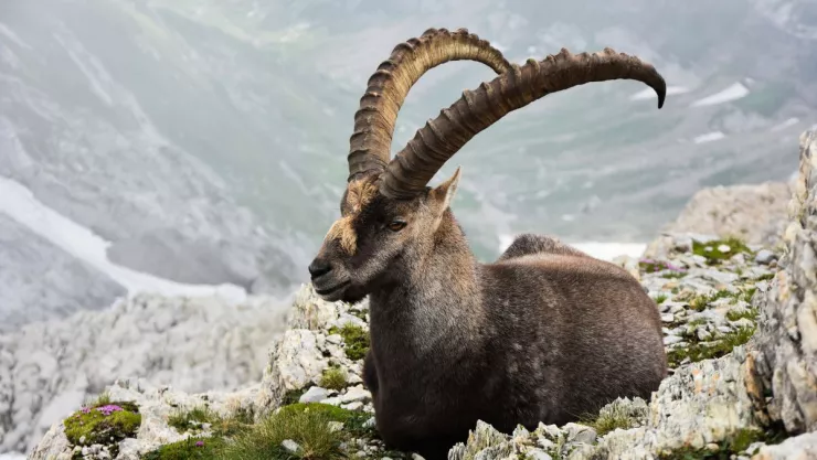 Horóscopo mensual Capricornio: ¿Qué le depara a tu signo en junio 2025?