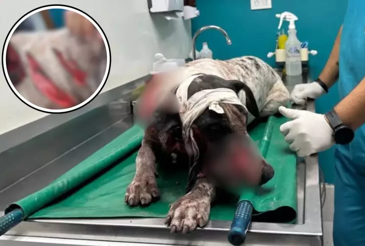 Perro herido en machetazos en Culiacán