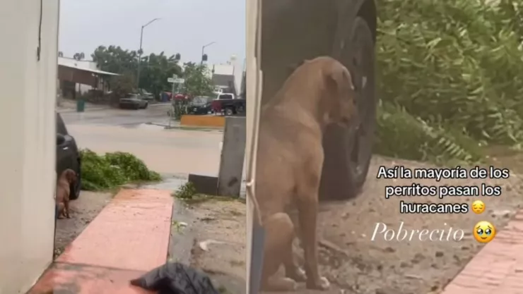 VIDEO ‘Los perritos también sufren’ Así es como los perritos pasan el huracán