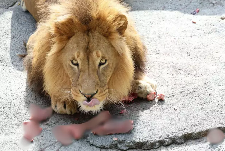Leones atacan y matan a su cuidador en zoológico de Tailandia; ¿cómo ocurrió?