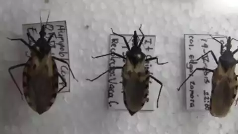 chinche besucona mal de chagas