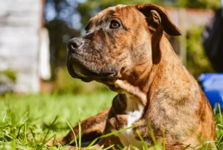 Perro ataca y mata a niño de 4 años mientras jugaba en su casa