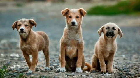 “Firulais” es el apodo por excelencia para referirse a los perritos en México