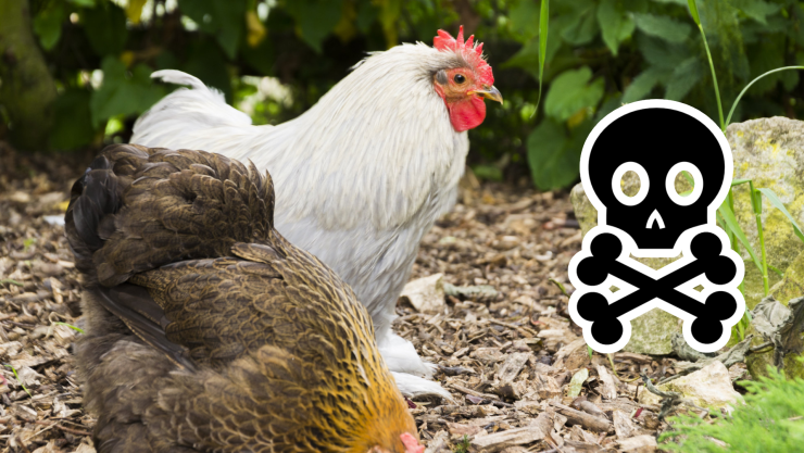 Muere la niña ‘paciente cero’ de la influenza aviar AH5N en México; esto se sabe.jpg