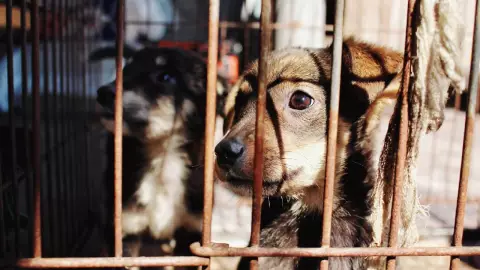 Por maltrato animal, dictan arresta domicilio a hombre en Yucatán
