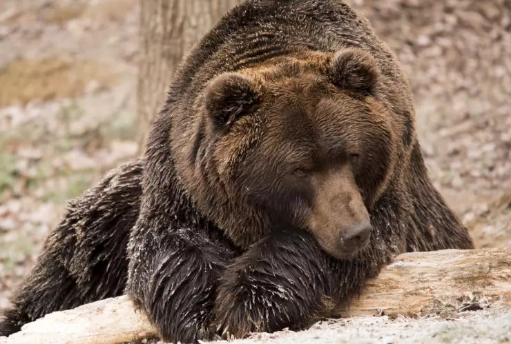 ¡Deprimido y obeso! Rescatan a oso encerrado en jaula por 20 años