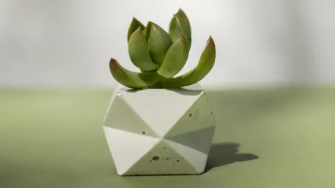 arbol de jade (1).png