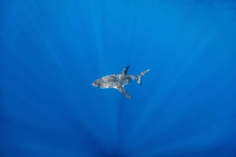 shark6.jpg