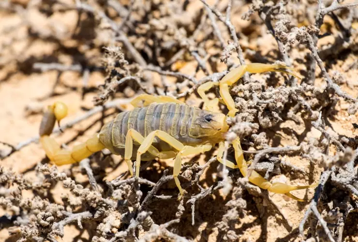 ¿Son venenosos? La realidad tras los escorpiones amarillos con rayas y un triángulo en la cabeza