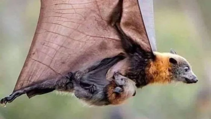 ¡Cuidado! Ahora la SANGRE HUMANA es parte de la DIETA DE LOS MURCIÉLAGOS.jpg