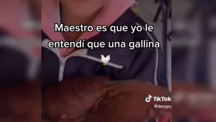 Niña lleva gallina como tarea por error
