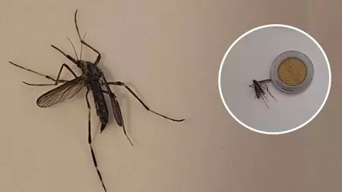 Aparecen ENORMES mosquitos tras fuertes lluvias en Yucatán