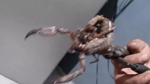 alacranes en caucel gigantes