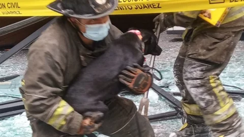 perrito-bomberos-explosi&oacute;n-coyoac&aacute;n