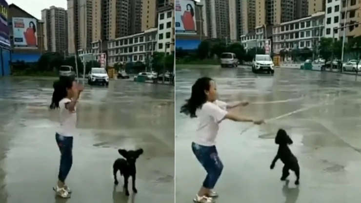 Perro brinca la cuerda.