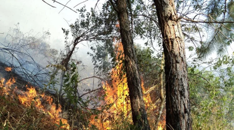 incendio forestal