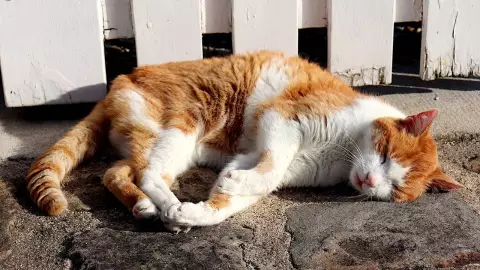 Golpe de calor en perros y gatos