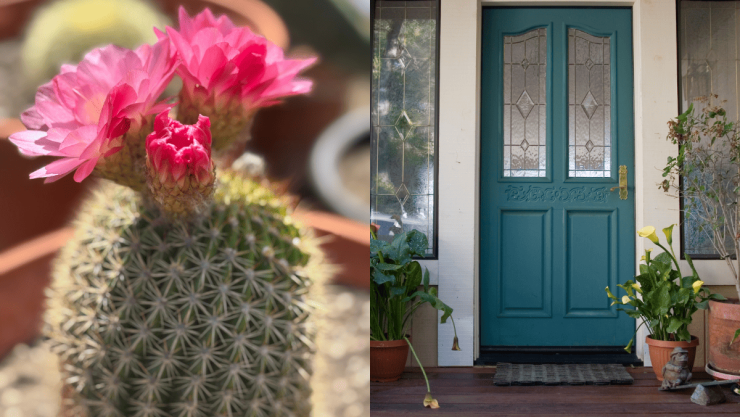 Esto es lo que significa espiritualmente al colocar un cactus en la entrada de tu casa.png