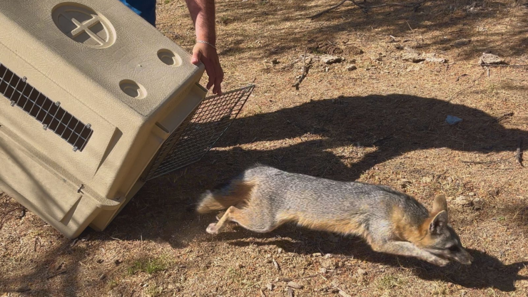 Devuelven zorro gris a Área Natural Protegida en la Comarca Lagunera, Durando 3 de abril de 2025.png