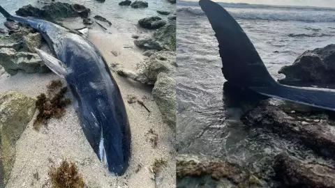 Encuentran una orca enana muerta en las costas de Cozumel