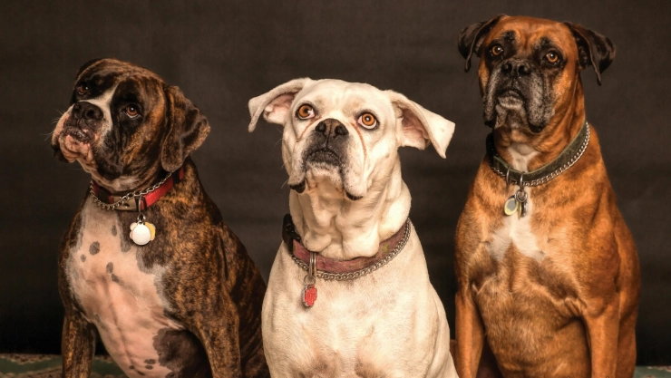 Tus mascotas también podrían sufrir un golpe de calor.