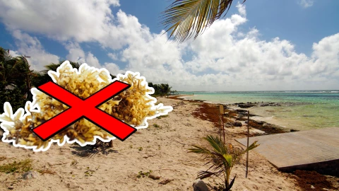 Conoce las playas libres de sargazo en Tulum, Carrillo Puerto, Bacalar, Mahahual y Chetumal HOY 23 de septiembre de 2025.jpg