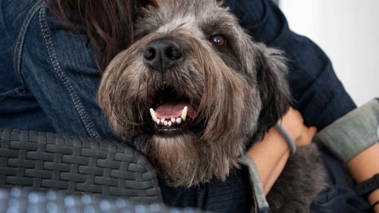 Conoce a Kohmi, el primer perro de terapia en Querétaro