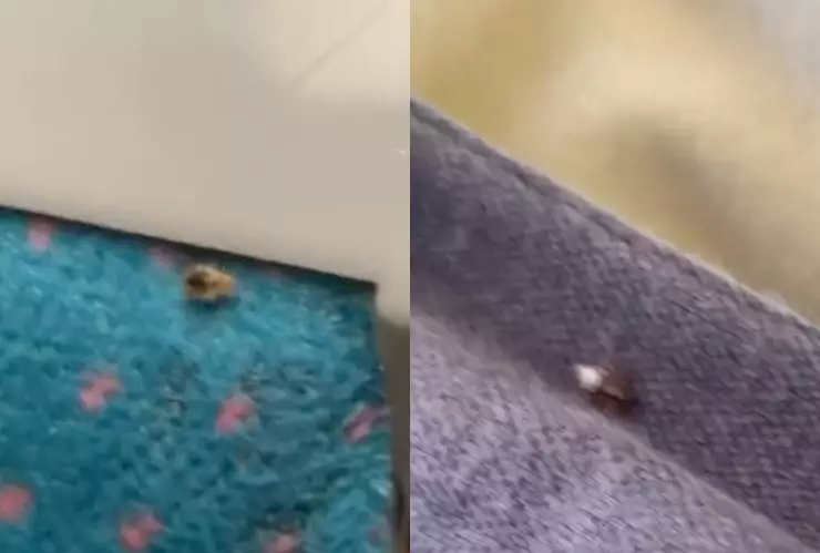 Francia enfrenta una plaga de chinches en París; están en cines y transporte público