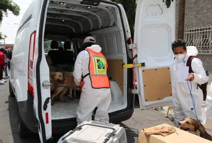 sentencia-hombre-maltrato-animal-27-perritos