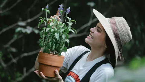 La salvia, planta originaria de Baja California, ha sido aprovechada por generaciones por sus diversos beneficios.