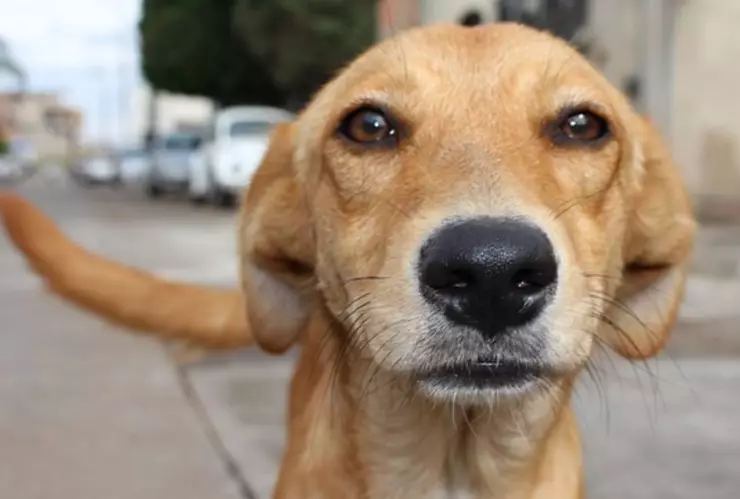 maltrato animal ley morena.jpg