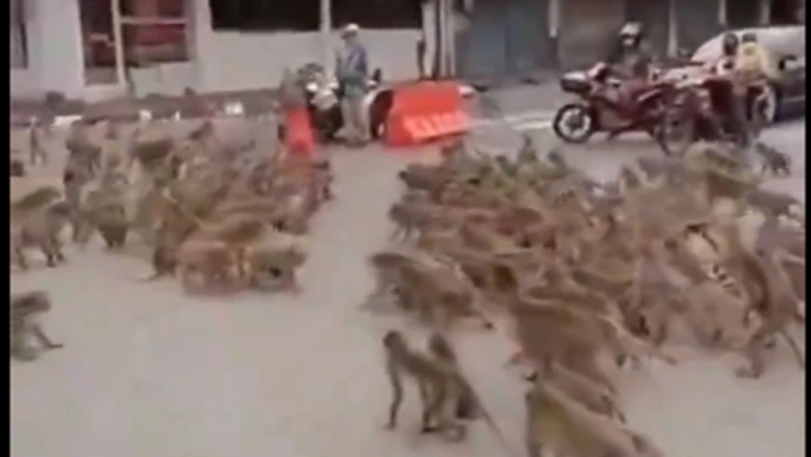 Captan pelea entre grupos rivales de monos en Lopburi, Tailandia